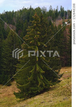 Evergreen conifer stands tall amid lush forest landscape on a cloudy day in autumn season Evergreen conifer stands tall amid lush forest landscape on a cloudy day in autumn season 132648108