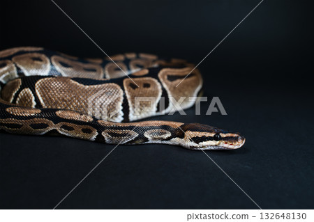 Royal python on a black background. Snake skin. 132648130