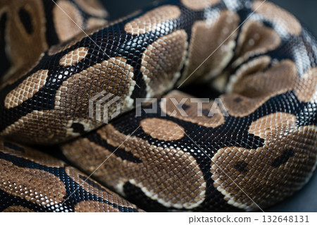 Close-up of a royal python. Snake's skin. 132648131