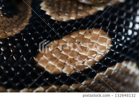 Close-up of a royal python. Snake's skin. Close-up of a royal python. Snake's skin. 132648132