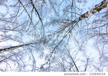 Bottom-up view of the sky and snow-covered tree branches of a winter forest. Bottom-up view of the sky and snow-covered tree branches of a winter forest. 132648134