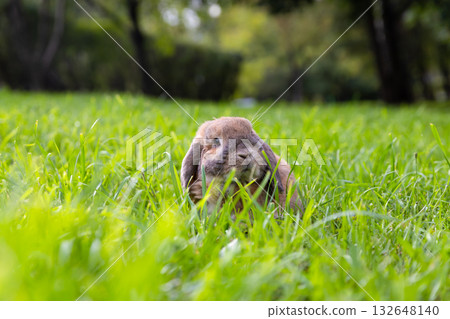Little lop-eared rabbit sits on the lawn in park. Dwarf rabbit breed. Summer warm day. Little lop-eared rabbit sits on the lawn in park. Dwarf rabbit breed. Summer warm day. 132648140