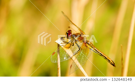 Dragonfly flew in and sat on the plant. Dragonfly flew in and sat on the plant. 132648149