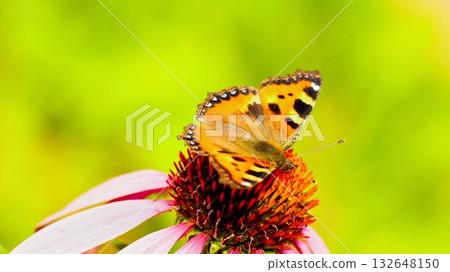 The beautiful Vanessa cardui butterfly pollinates the Echinacea flower. Close-up. 132648150