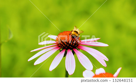 Bee sit on the echinacea flower. Pollination of a flower close-up. 132648151