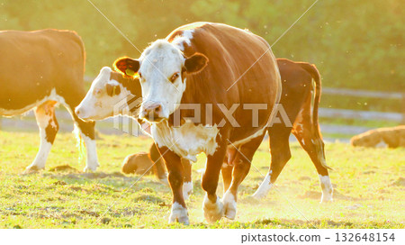 A brown cow grazes in the pasture and eats grass. 132648154