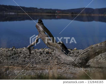 Nature landscape with weathered driftwood by a calm lake under a clear blue sky Nature landscape with weathered driftwood by a calm lake under a clear blue sky 132648165
