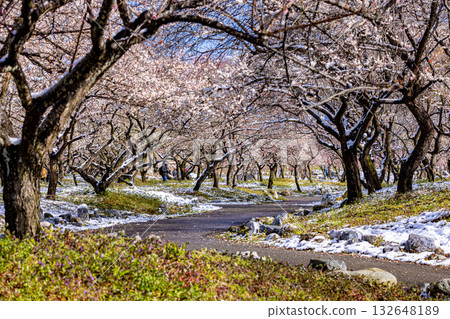 Inabe City Agricultural Park: Plum Garden in Full Bloom Inabe City Agricultural Park: Plum Garden in Full Bloom 132648189