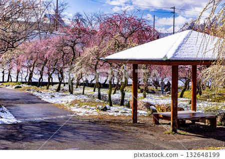 Inabe City Agricultural Park: Plum Garden in Full Bloom 132648199