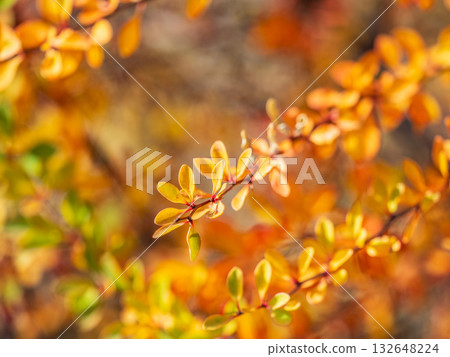 Branches of a barberry Bush with ripe red barberry berries Branches of a barberry Bush with ripe red barberry berries 132648224