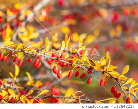 Branches of a barberry Bush with ripe red barberry berries Branches of a barberry Bush with ripe red barberry berries 132648225