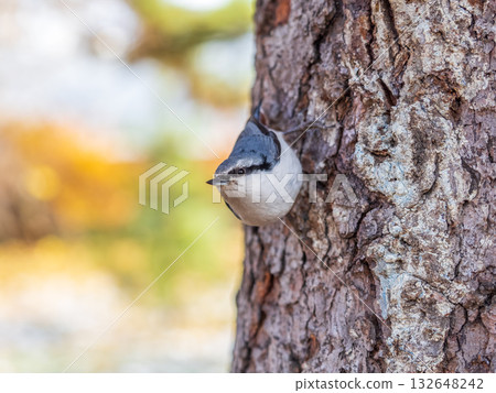 Eurasian nuthatch or wood nuthatch, lat. Sitta europaea, sitting on a tree trunk with a blurred background. Eurasian nuthatch or wood nuthatch, lat. Sitta europaea, sitting on a tree trunk with a blurred background. 132648242