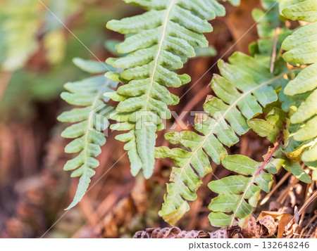 Common polypody fern Polypodium vulgare grows among thick moss. Common polypody fern Polypodium vulgare grows among thick moss. 132648246