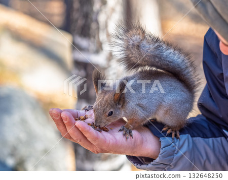 A squirrel in the spring or autumn eats nuts from a human hand. Eurasian red squirrel, Sciurus vulgaris A squirrel in the spring or autumn eats nuts from a human hand. Eurasian red squirrel, Sciurus vulgaris 132648250