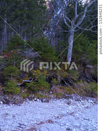 Forest shoreline at dusk with vibrant greenery and rocky landscape in a peaceful natural setting Forest shoreline at dusk with vibrant greenery and rocky landscape in a peaceful natural setting 132648251