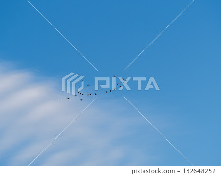 Flock of geese in flight Flock of geese in flight 132648252