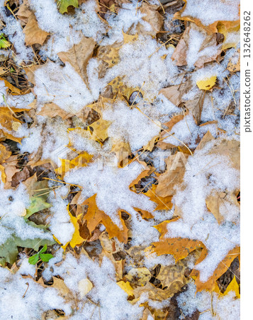 First snow on the green grass and fallen leaves in autumn. Yellow and green fallen leaves on the grass with snow. First snow on the green grass and fallen leaves in autumn. Yellow and green fallen leaves on the grass with snow. 132648262