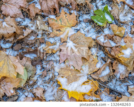 First snow on the green grass and fallen leaves in autumn. Yellow and green fallen leaves on the grass with snow. 132648263