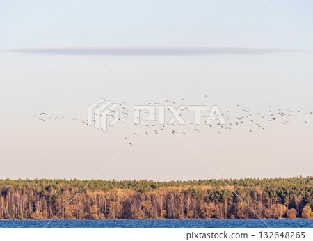Flock of geese in flight 132648265