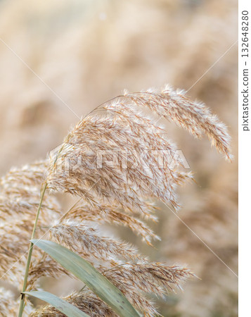 Yellow autumn fluffy feather grass with seeds on curved stems in light wind. Hello autumn concept. Natural background with copy space Yellow autumn fluffy feather grass with seeds on curved stems in light wind. Hello autumn concept. Natural background with copy space 132648280
