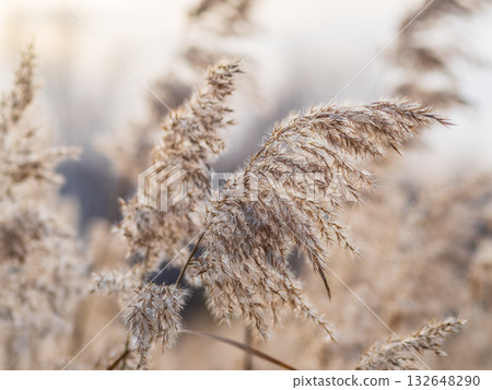 Yellow autumn fluffy feather grass with seeds on curved stems in light wind. Hello autumn concept. Natural background with copy space 132648290