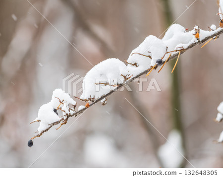 Tree branches in winter covered with snow and frost in snowfall. Frozen tree branches. 132648305