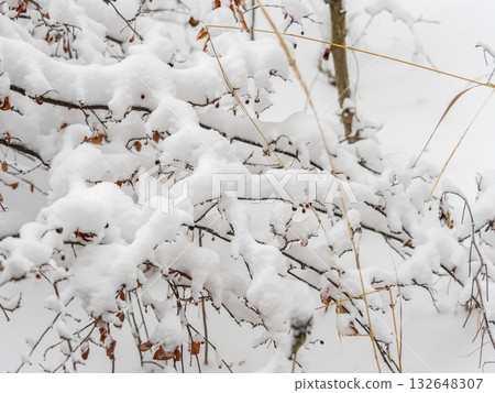 Tree branches in winter covered with snow and frost in snowfall. Frozen tree branches. 132648307