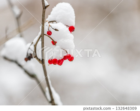 Red Rowan Berries Covered With Fresh Snow. 132648309