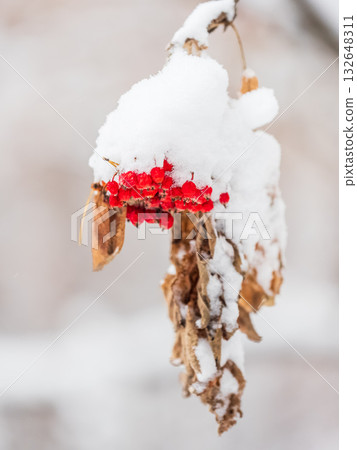 Red Rowan Berries Covered With Fresh Snow. 132648311