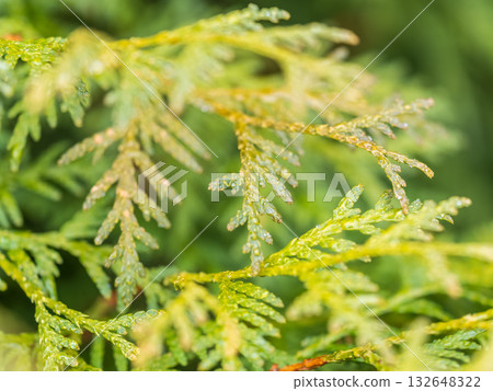 Thuja branches with drops of water after rain. Wet branches in the sunset light. 132648322