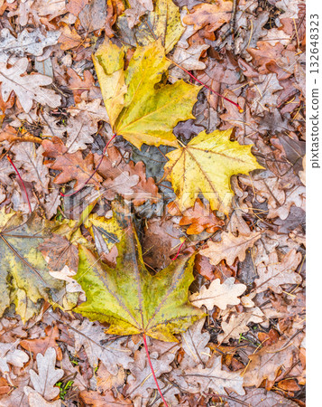 Orange and yellow fallen leaves in the sunlight. 132648323