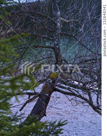 Twilight view of gnarled branches against calm water and pebbly shore in a serene natural setting Twilight view of gnarled branches against calm water and pebbly shore in a serene natural setting 132648341