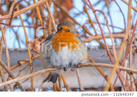 Cute bird the European Robin, Erithacus rubecula. sitting on the tree branch in winter. Cute bird the European Robin, Erithacus rubecula. sitting on the tree branch in winter. 132648347