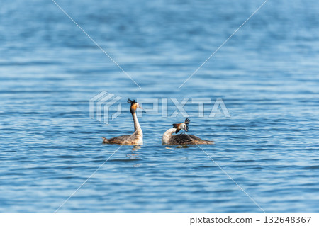 Mating games of two water birds Great Crested Grebes. Two waterfowl birds Great Crested Grebes swim in the lake with heart shaped silhouette 132648367