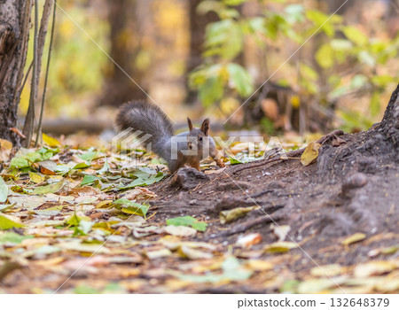 Squirrel in autumn hides nuts on the green grass with fallen yellow leaves 132648379