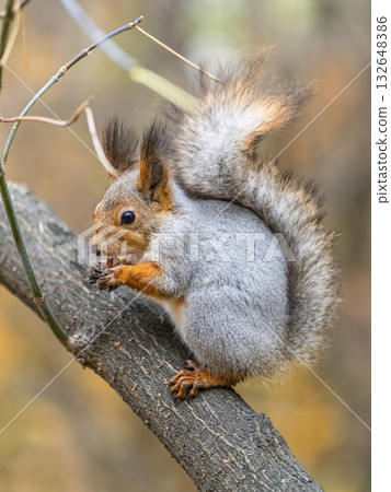 The squirrel with nut sits on tree in the autumn. Eurasian red squirrel, Sciurus vulgaris. 132648386
