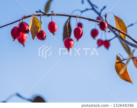 Bright red small wild apples among the yellow leaves in autumn. 132648396