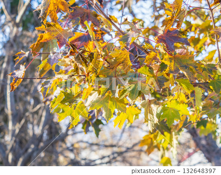 Maple branches with yellow leaves in autumn, in the light of sunset. 132648397