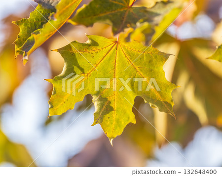 Maple branches with yellow leaves in autumn, in the light of sunset. Maple branches with yellow leaves in autumn, in the light of sunset. 132648400