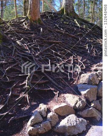 Roots and rocks create a striking landscape in a forest trail during a sunny day Roots and rocks create a striking landscape in a forest trail during a sunny day 132648408