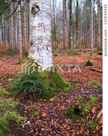 Forest landscape showcasing a moss-covered tree trunk in autumn with fallen leaves creating a colorful ground layer Forest landscape showcasing a moss-covered tree trunk in autumn with fallen leaves creating a colorful ground layer 132648448
