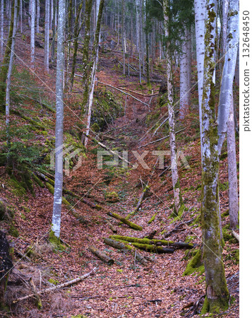 Forest landscape with autumn foliage and fallen trees in a serene woodland area 132648450