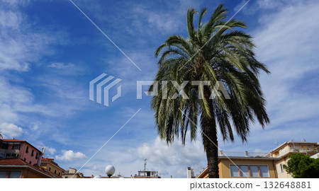 Head of a palm tree with leaves against a blue sky 132648881