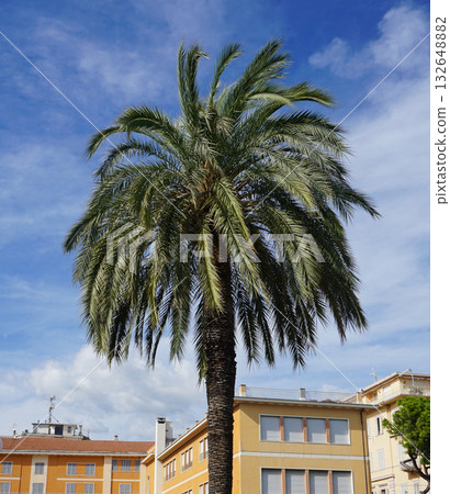 Head of a palm tree with leaves against a blue sky 132648882