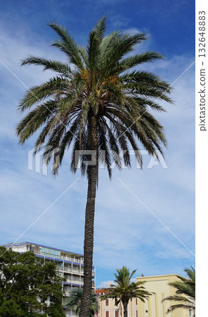 Head of a palm tree with leaves against a blue sky 132648883