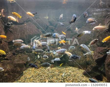 Goldfish in freshwater aquarium with green beautiful planted tropical 132649051