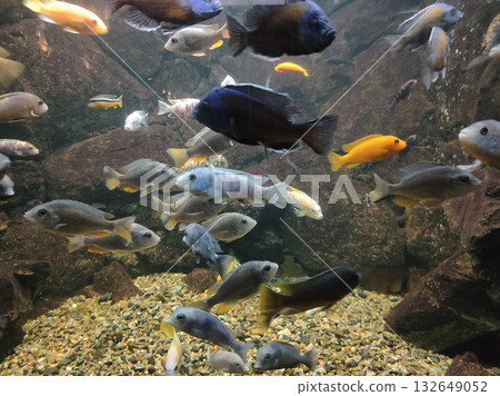 Goldfish in freshwater aquarium with green beautiful planted tropical 132649052