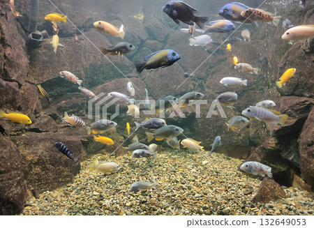 Goldfish in freshwater aquarium with green beautiful planted tropical 132649053