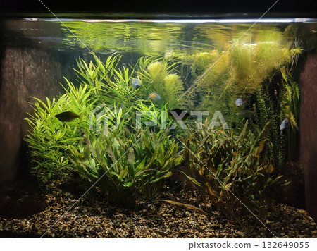 Goldfish in freshwater aquarium with green beautiful planted tropical 132649055