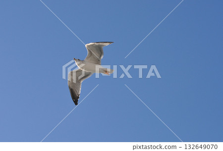 Flying seagull over the blue sea, marine bird Flying seagull over the blue sea, marine bird 132649070